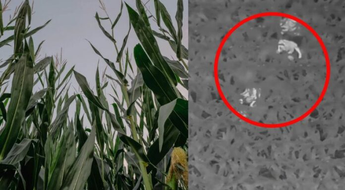 Con la ayuda de drones y cámaras térmicas se encontró al niño desaparecido en el interior de un cultivo de maíz en Wisconsin.
