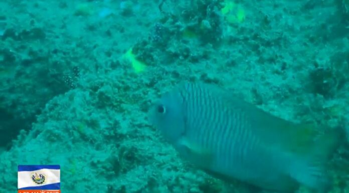 Los arrecifes rocosos actúan como una barrera natural contra las olas. Hoy en día, la contaminación está afectando este hábitat.