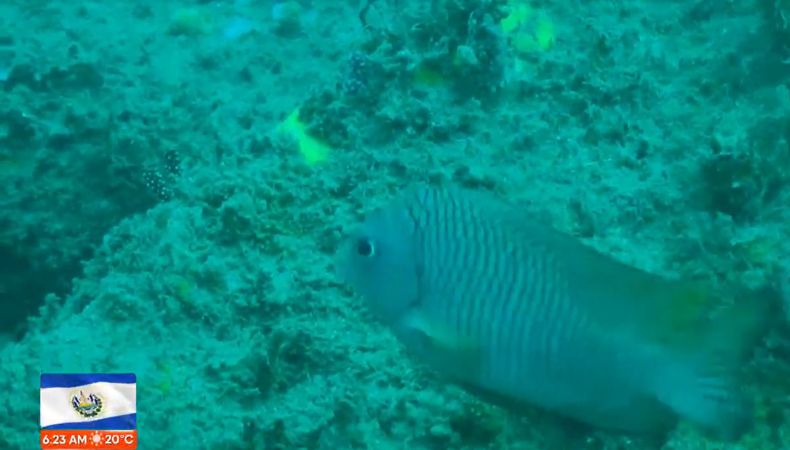 Los arrecifes rocosos actúan como una barrera natural contra las olas. Hoy en día, la contaminación está afectando este hábitat.