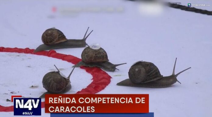 El tradicional Campeonato Mundial de Carreras de Caracoles se celebra en el Reino Unido desde hace más de 60 años.
