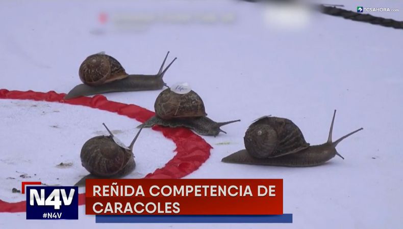 El tradicional Campeonato Mundial de Carreras de Caracoles se celebra en el Reino Unido desde hace más de 60 años.