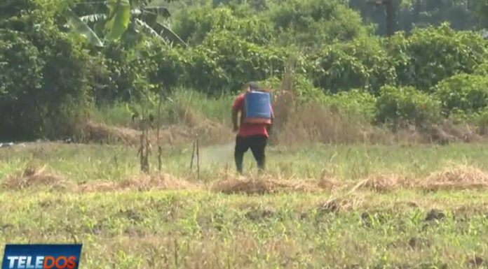 Diversos factores han hecho que los agricultores disminuyan en los terrenos la siembra de granos básicos en el país.