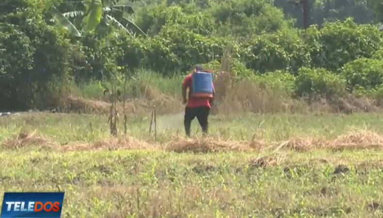Diversos factores han hecho que los agricultores disminuyan en los terrenos la siembra de granos básicos en el país.