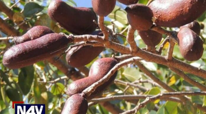 En la sección de Usted qué cree, les presentamos una fruta reconocida hace unos años, pero que todavía se encuentra en el país.