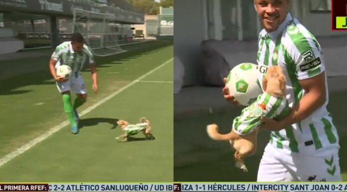 La mascota del futbolista brasileño, Vítor Roque, fue protagonista durante su presentación oficial con el Betis.