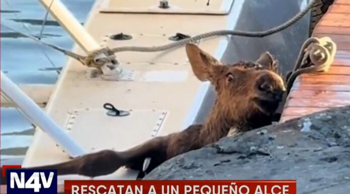 En Alaska, un pequeño alce viajaba con su familia, cuando cayó en el agua en medio de una avioneta y el muelle, por lo que se rescató.