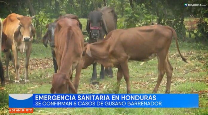 El sector ganadero del país se encuentra en alerta ante los casos confirmados de gusano barrenador en la región centroamericana.