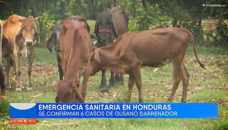 El sector ganadero del país se encuentra en alerta ante los casos confirmados de gusano barrenador en la región centroamericana.