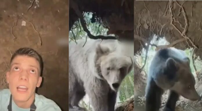 Un influencer serbio captó el preciso momento en el que vivió un encuentro con un enorme oso pardo en la propia madriguera del animal.