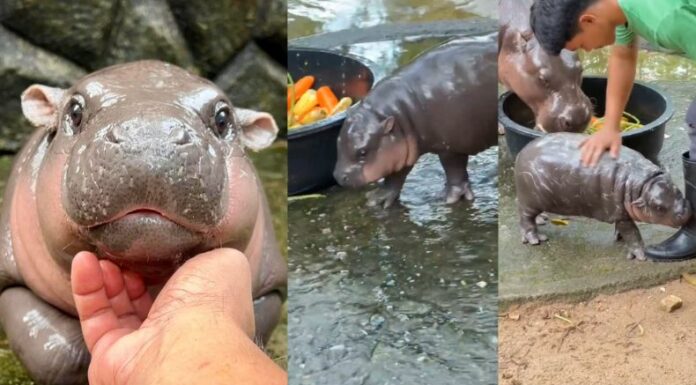 Moo Deng es una pequeña hipopótamo pigmeo de dos meses que ha causado furor en las redes sociales. Ella vive en un zoo abierto de Tailandia.