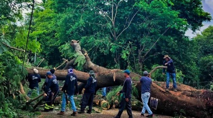 La Policía Nacional Civil (PNC) reportó un árbol de gran tamaño que cayó, obstruyendo el paso sobre la calle El Amate, en San Miguel.