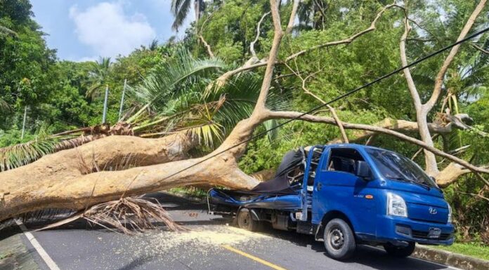 Un árbol fe tamaño grande cayó sobre un vehículo en la calle que conduce a la playa La Zunganera, en San Luis Talpa, La Paz.