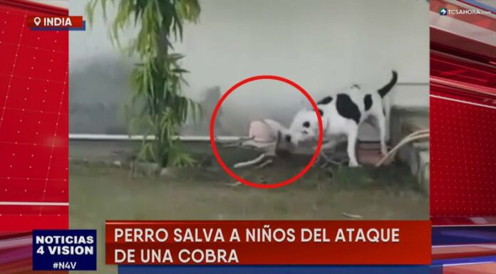 En India, un valiente perro se enfrentó a la peligrosa “cobra real” para defender a sus dueños que jugaban en el patio de una casa.