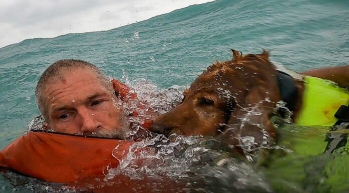 En video quedó registrado el momento del rescate de un hombre y su mascota que estaban varados en el mar.