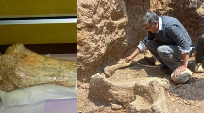 En Perú el Instituto Geológico, Minero y Metalúrgico informó el hallazgo de fósil de mastodonte en Chambara.
