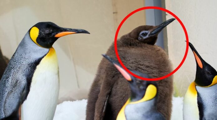 Pesto es un pingüino que se ha viralizado en las redes sociales por su gran tamaño. El vive en el acuario Sea Life Melbourne.