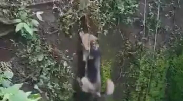 Autoridades rescatan a un perrito que había caído en una fosa de gran profundidad en el departamento de Santa Ana.