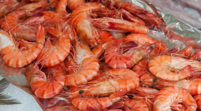 El periodo de la veda nacional del camarón marino iniciará a partir de hoy, 1 de octubre y finalizará el próximo 31 del mismo mes.