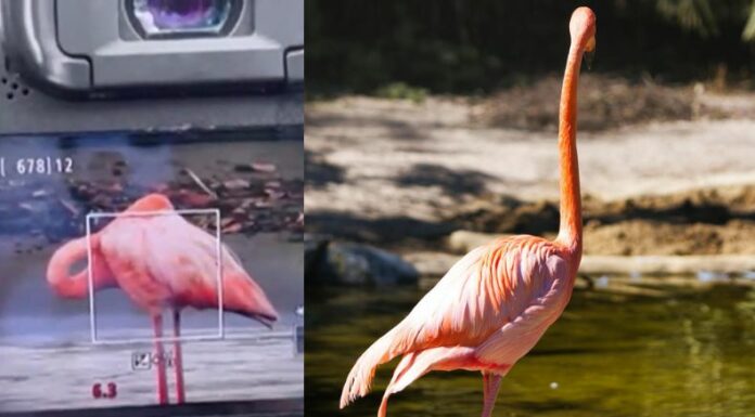 Un flamenco rosa del Caribe se observó en Costa Rica. Los expertos indican que este avistamiento pudo ser por el paso del huracán.