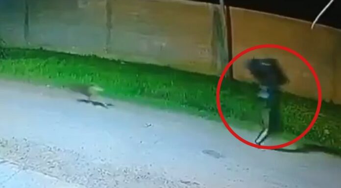 Los perros persiguieron a un hombre que había robado a un anciano de 91 años unos parlantes. Este suceso ocurrió en Argentina.