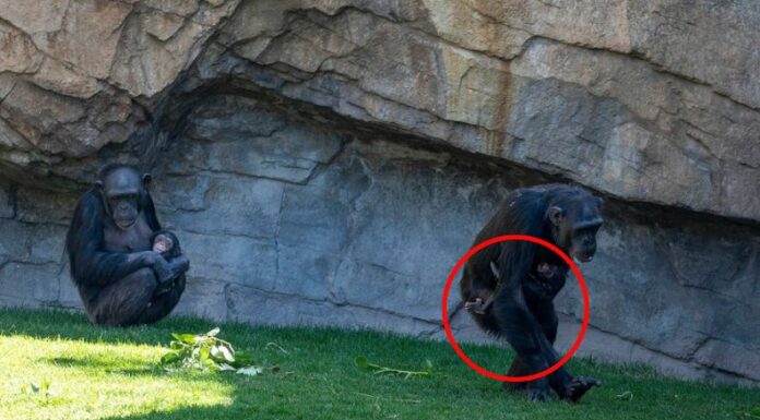 La Chimpancé Natalia terminó su 