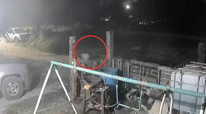 Una cámara de vigilancia captó el momento impactante en el que un perrito que iba corriendo se convierte en un hombre.