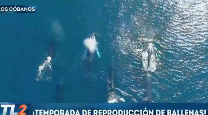 La playa Los Cóbanos se convierte en un espectáculo marino con el inicio de la temporada de avistamiento de ballenas.
