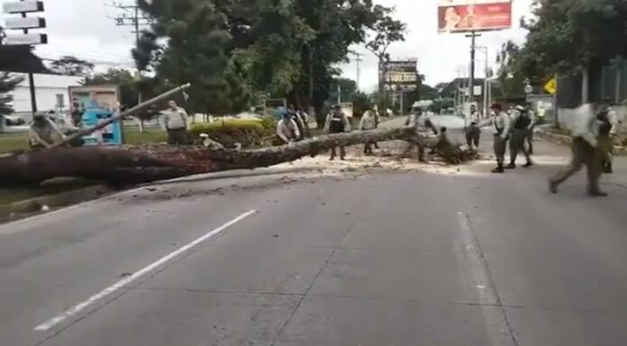 El Viceministerio de Transporte (VMT) reportó un árbol caído sobre la carretera Panamericana, en dirección a Santa Tecla.