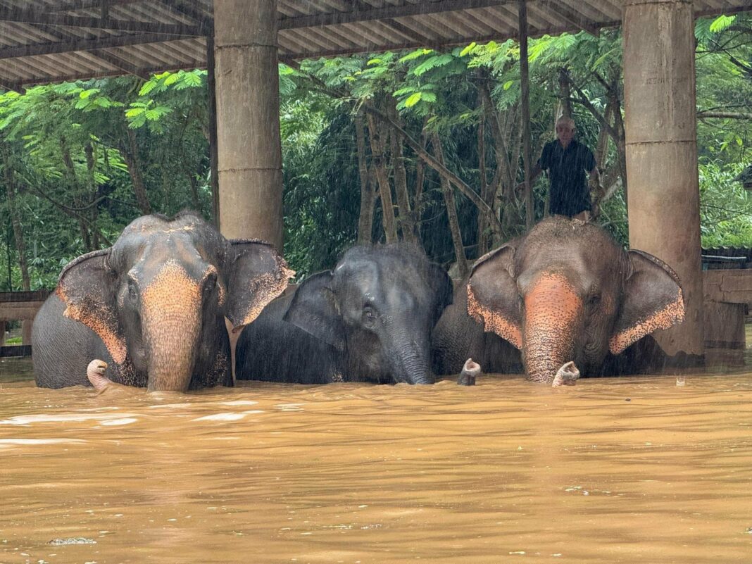 Cientos de elefantes fueron evacuados tras severas inundaciones registradas en un popular santuario del norte de Tailandia.
