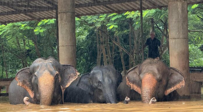 Cientos de elefantes fueron evacuados tras severas inundaciones registradas en un popular santuario del norte de Tailandia.