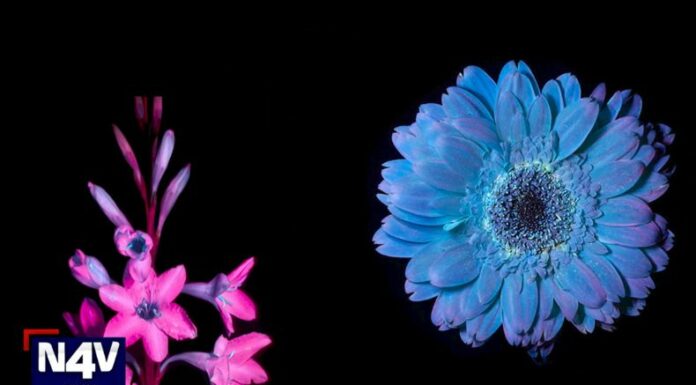 Esta respectiva técnica es el proceso fotográfico de imágenes utilizando la luz únicamente del espectro violeta.