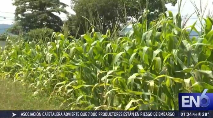 Una investigación del Banco Interamericano de Desarrollo (BID), indica que en El Salvador el agro aporta un 5.2 % al PIB.