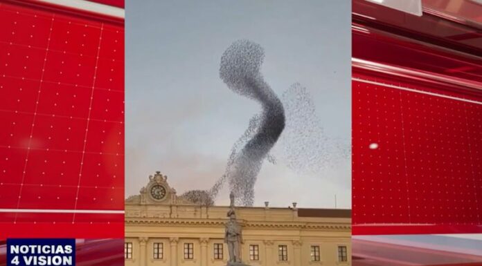 Los estorninos salen en bandadas y realizan un vuelo sincronizado, donde crean una maravillosa danza en los cielos.