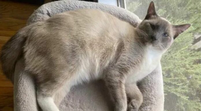 Te presentamos el caso de 