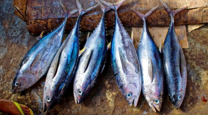 Una infección bacteriana vinculada al contacto con pescado fresco ha hospitalizado a 91 personas en Hong Kong.