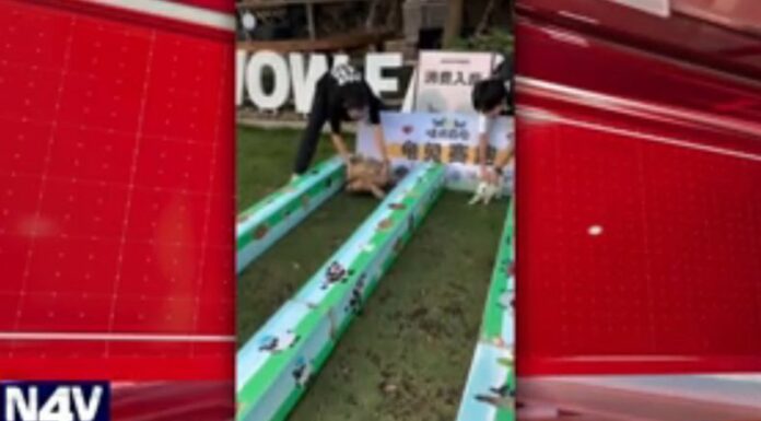 La famosa fábula de la tortuga y el conejo cobró vida, y se demostró en un video que se hizo viral en redes sociales.