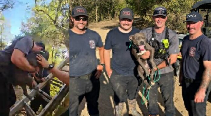 Tras las severas inundaciones que dejó el huracán Helene, un equipo de Bomberos realizó un increíble rescate de una perrita llamada Atena.