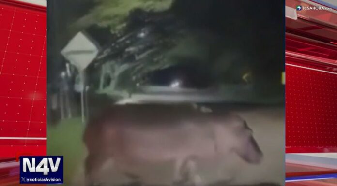 Un gigantesco hipopótamo caminó por varias calles de una zona rural, todo esto ocurrió ante la mirada atónita de los lugareños.