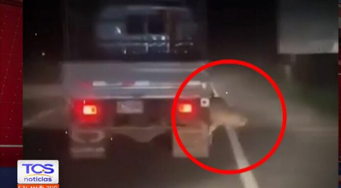 De acuerdo con las autoridades del IBA, el diagnóstico de el perro llamado Oso determinó que sufrió daños a causa del incidente.