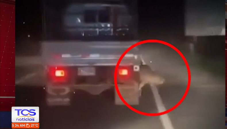 De acuerdo con las autoridades del IBA, el diagnóstico de el perro llamado Oso determinó que sufrió daños a causa del incidente.