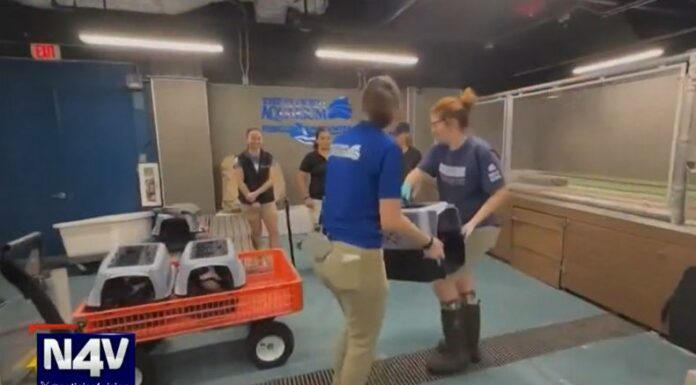 En medio de los estragos que está causando el huracán Milton en Florida, las personas y un acuario, rescataron a mascotas expuestas.