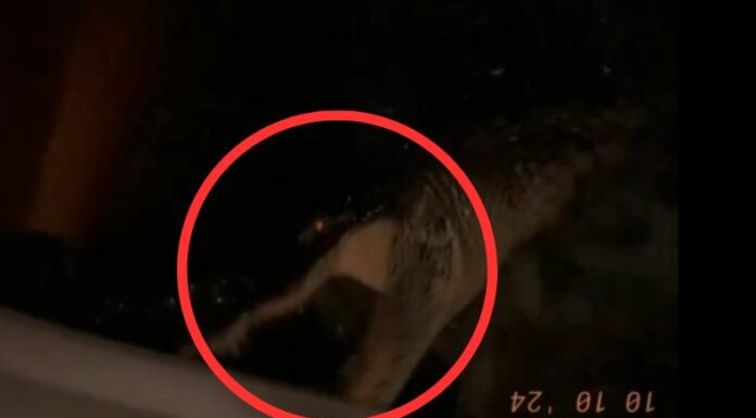 Durante las inundaciones causadas por el huracán Milton, un caimán sale del agua y muerde la llanta de un vehículo en Florida.