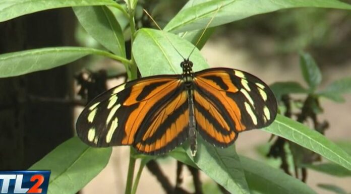 Los mariposarios en El Salvador se encargan de mantener a más de 15 especies de mariposas desde que inicia su ciclo de vida.