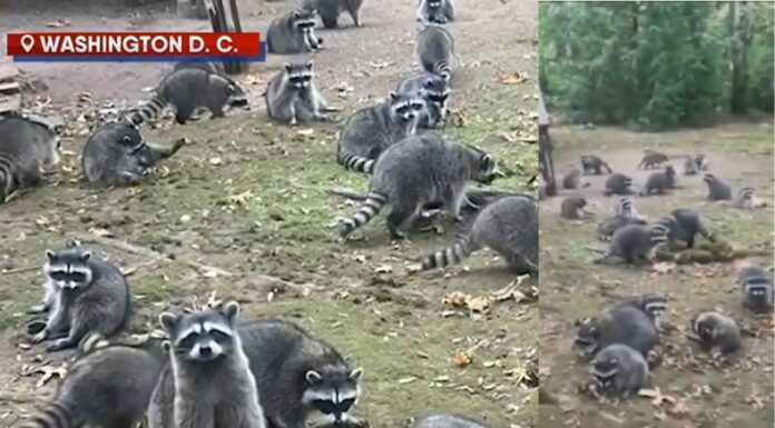 Alrededor de 100 mapaches invadieron la casa de una mujer que se encargaba de alimentarlos, pero la buena acción se convirtió en terror.