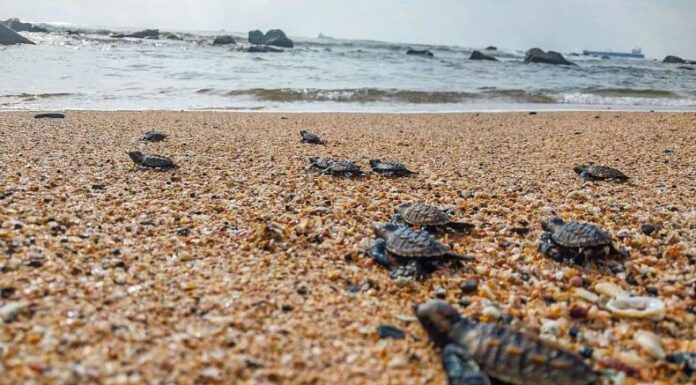 El Ministerio de Medio Ambiente y Recursos Naturales (MARN) informó que nació la primera nidada de tortugas carey en el país.