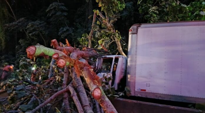 Un árbol de gran tamaño cayó sobre un camión sobre la carretera que de Santa Ana conduce hacia San Salvador.