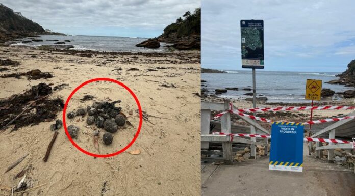 Cierran dos playas en Sídney por la presencia de extrañas 