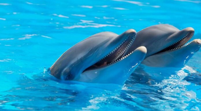 Es la primera vez en que un estudio con especies marianas se detecta microplásticos en el aliento de delfines.