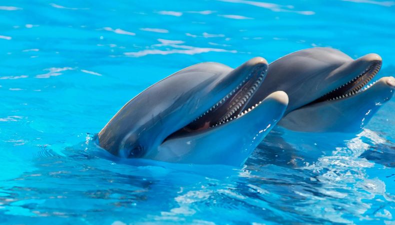Es la primera vez en que un estudio con especies marianas se detecta microplásticos en el aliento de delfines.