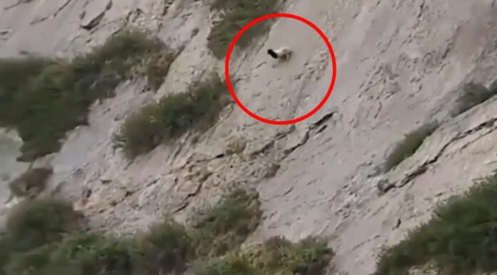 Un rebaño de ovejas es captado en el momento exacto en que avanzaban en una colina, la forma es atrevida y sin miedo a morir.